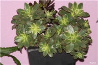 2a367126-IMG_8076 aeonium.jpg